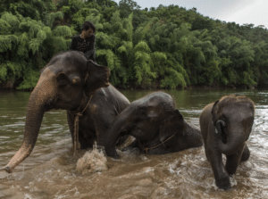 Khao Lak Safari - Mr Moo Tours