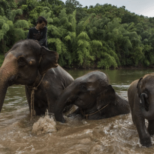 Khao Lak Safari - Mr Moo Tours