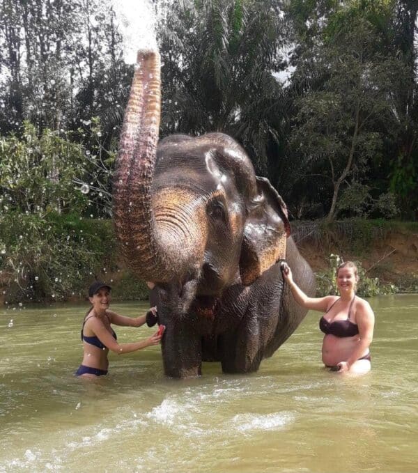 Elephant Bathing